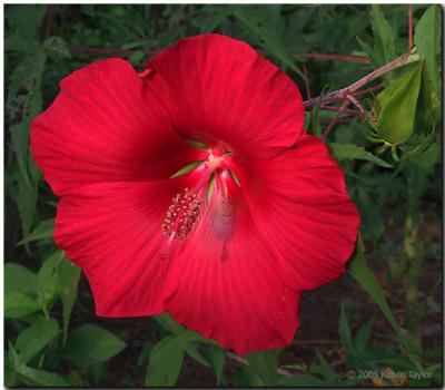 Hibiscus Redie Red