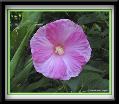 Hibiscus 'Grand Beauty'