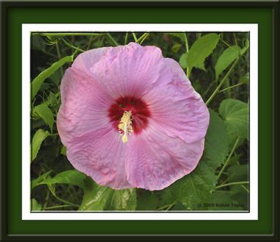 Hibiscus 'Pink Dazzle'