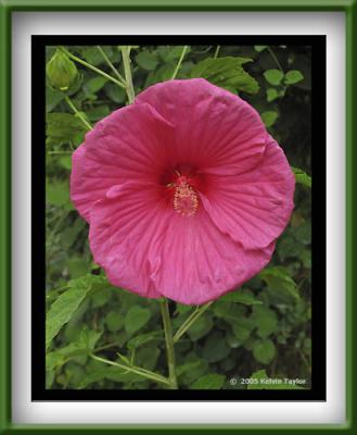 Hibiscus 'Fantastic Pink Ruffles'