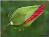 Hibiscus flower bud