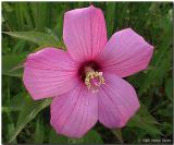 Hibiscus palustris