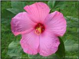 Hibiscus moscheutos 'Pink Passion'