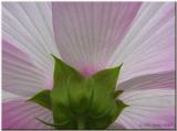 Hibiscus moscheutos 'Blush'
