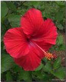 Hibiscus rosa-sinensis red