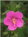 Pavonia lasiopetala