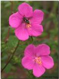 Pavonia lasiopetala with bee