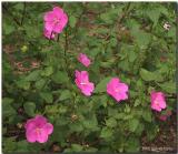 Pavonia lasiopetala flowers