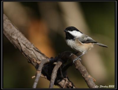 Black capped chickadee