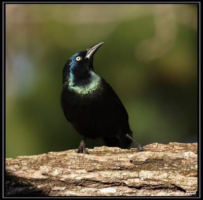 Grackle