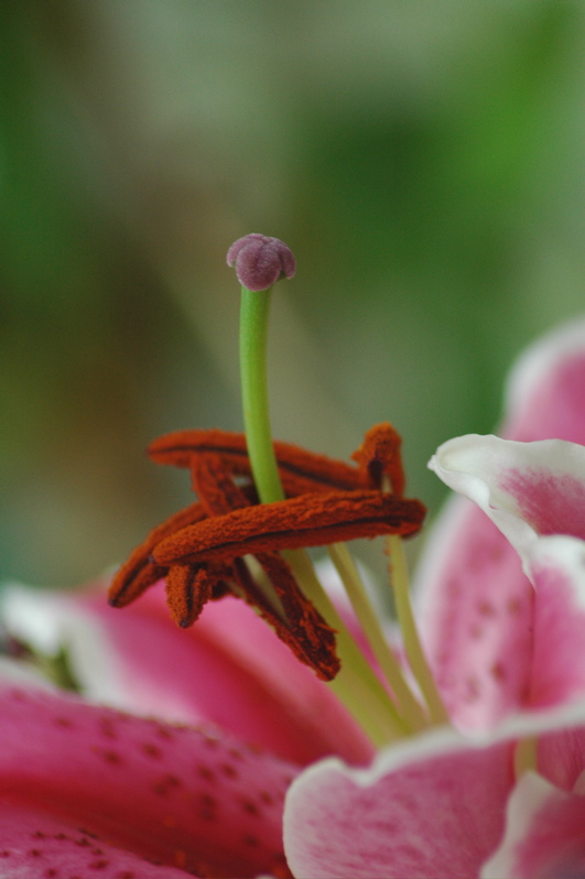 Oriental Lily