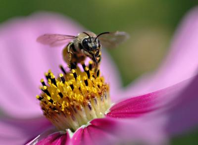 Bee Portrait