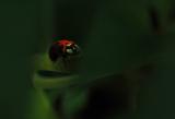 Nine Spot Ladybug