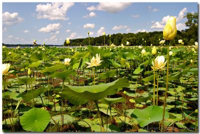 Water Lillys on Toledo Bend