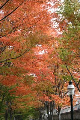 Princeton
