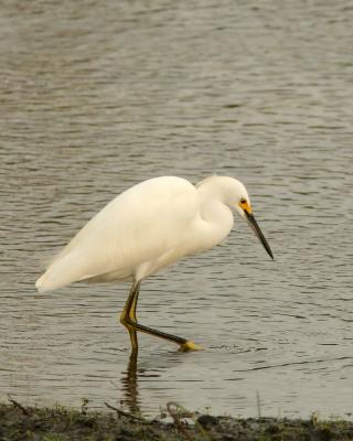 Snowy Egret at Kapok.jpg