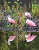 Spoonbills 1.jpg