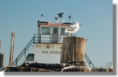 Gull on Post.jpg