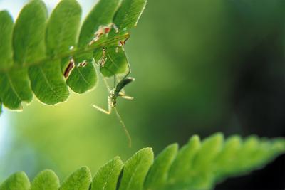 109-9 bug - fern-b.jpg