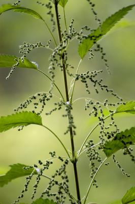2004-07-19_0001 stinging nettle.jpg