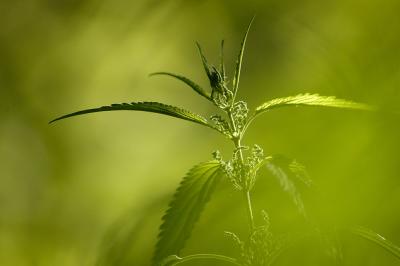 2004-07-23_0033-psd stinging nettle.jpg