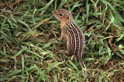59-9 little gopher.jpg