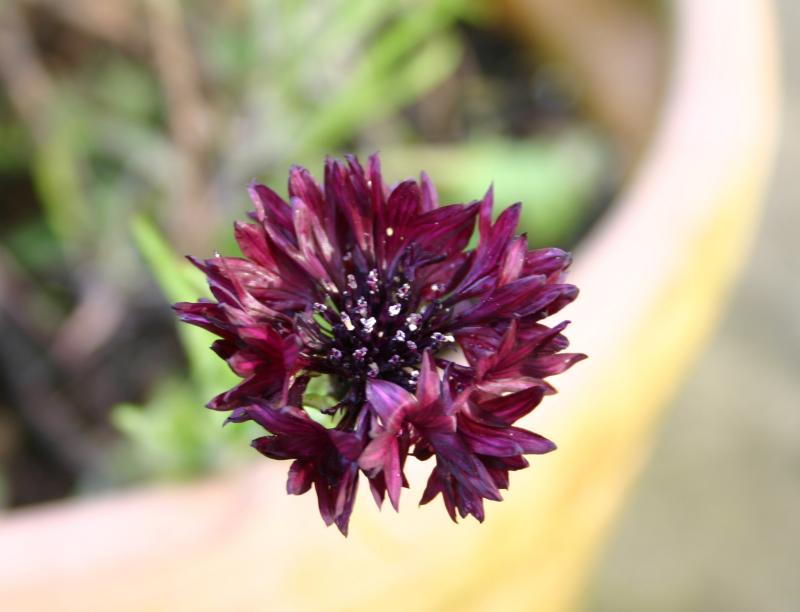 dark cornflower.jpg