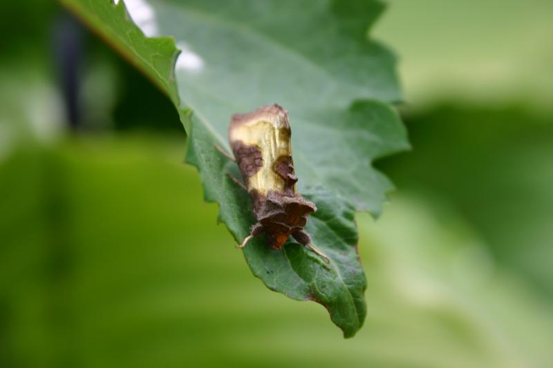 moth in its' camouflage pants