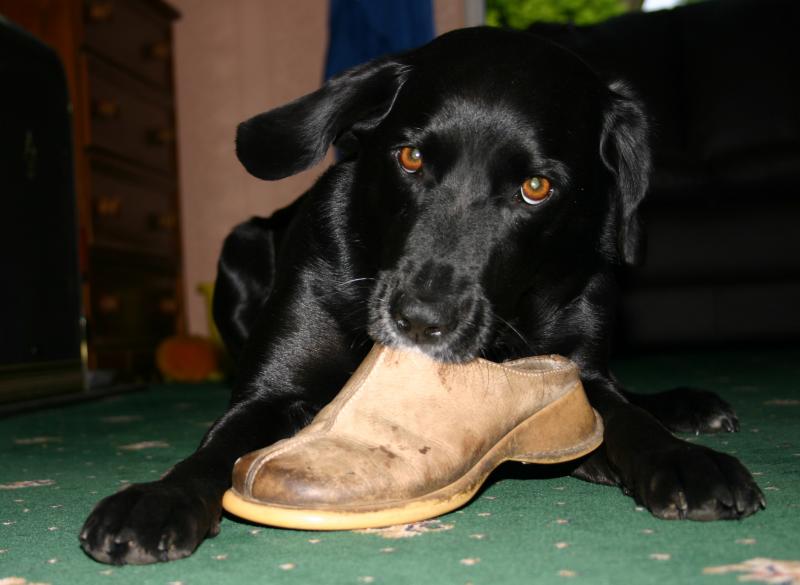 Holly and the slipper