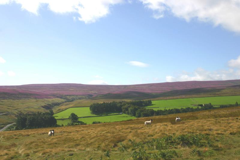 Bollihope Common summer colours