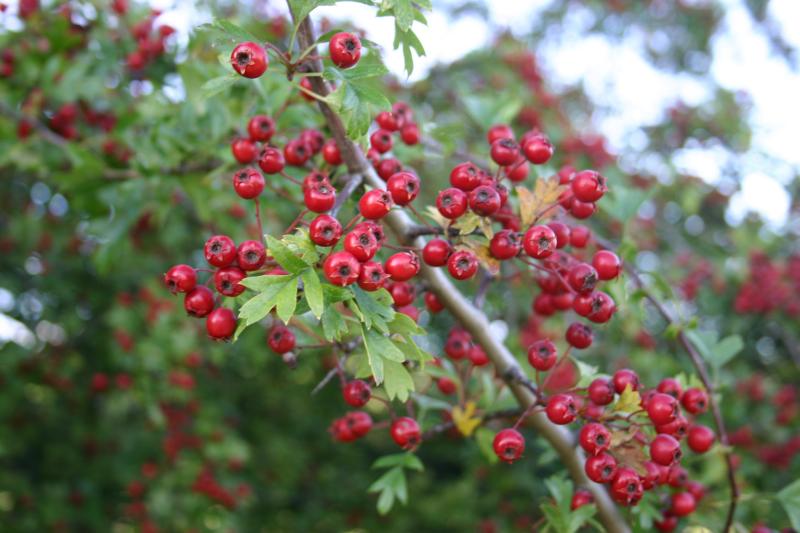 hawthorn.