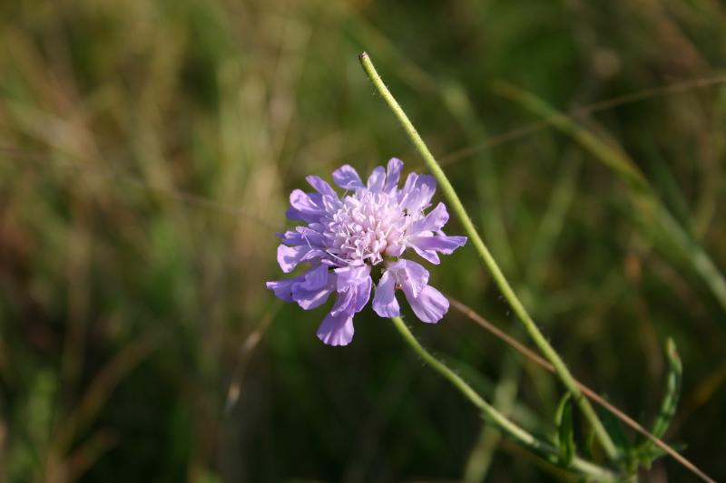 another scabious