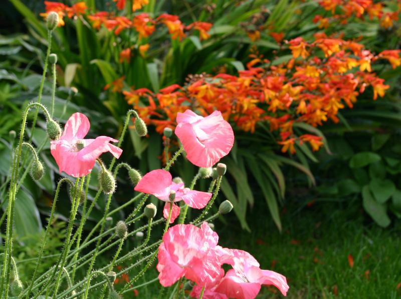 The last poppies of summer?