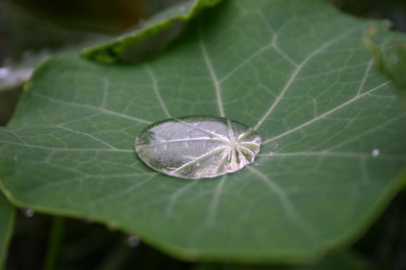 water on leaf.