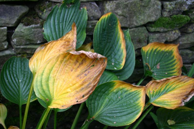 Hosta la vista baby