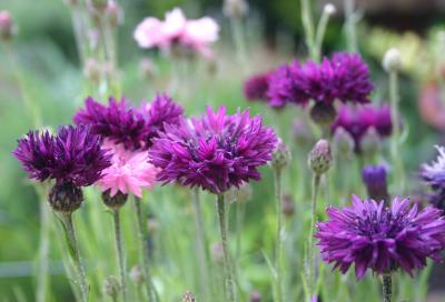 mixed cornflowers.jpg