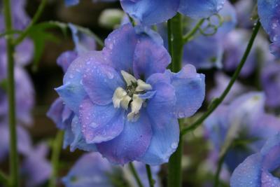 v3/61/523761/3/45870696.Delphinium.jpg