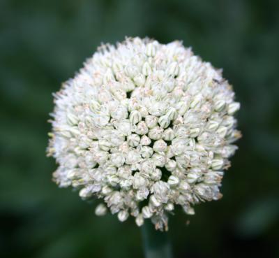 alium.