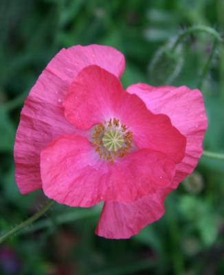 pink poppy