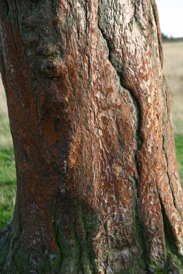 v3/61/523761/3/50003107.Rubbertree.jpg