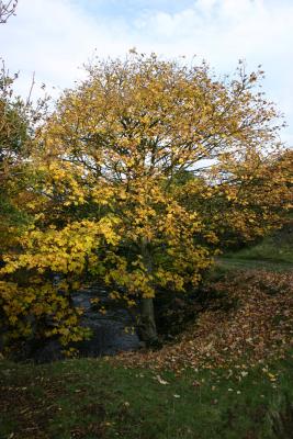 yellow tree.jpg