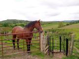 Horse at a kissing gate