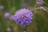 Scabious in blue