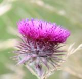 thistle side on