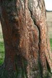 Rubber tree