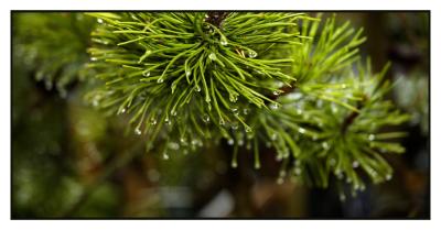 raindrops