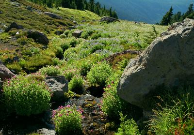 McGee Creek Meadows, Study 3