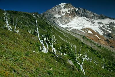 McNeil Point Ghost Trees, Study 6