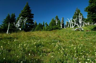 Ghost Trees and Western Pasqueflowers, #1