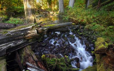 Lookout Creek